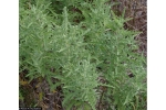 Ambrosia psilostachya Western Ragweed
