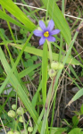 Sisyrinchium montanum Mountain Blue-eyed Grass