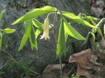 Uvularia sessilifolia Sessile-leaf Bellwort